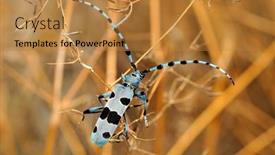  Presentation with colorful - Beautiful PPT theme featuring colorful-bug-outdoor-rosalia-alpina backdrop and a gold colored foreground