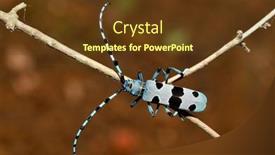  Presentation with colorful - Presentation theme featuring colorful-bug-outdoor-rosalia-alpina background and a tawny brown colored foreground