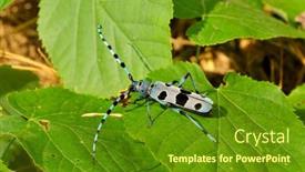  Presentation with colorful - PPT theme consisting of colorful-bug-outdoor-rosalia-alpina background and a tawny brown colored foreground