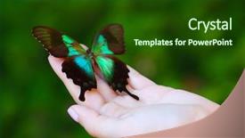  Presentation with butterfly - Slides having colorful butterfly in female hand background and a  colored foreground