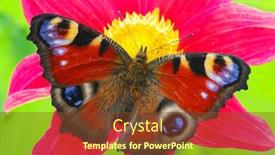  Presentation with colorful flower - 