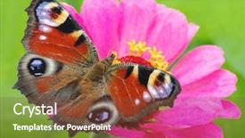  Presentation with colorful flower - Amazing presentation theme having colorful butterfly on a flower backdrop and a tawny brown colored foreground