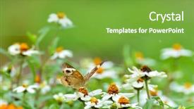  Presentation with chamomile - Slide deck featuring colorful butterfly on chamomile daisies background and a  colored foreground