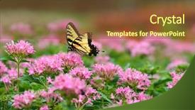  Presentation with pink flowers - Cool new PPT theme with thick planks covered with antiseptic backdrop and a dark gray colored foreground