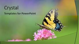  Presentation with pink flowers - PPT layouts with colorful butterfly on pink flowers background and a seafoam green colored foreground