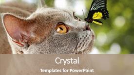  Presentation with nose - Slide deck featuring colorful butterfly sitting on cat' background and a coral colored foreground