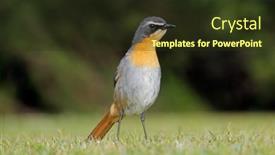  Presentation with south africa - Presentation with colorful-cape-robin-chat-cossypha background and a tawny brown colored foreground