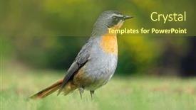  Presentation with chat - Slide deck having colorful-cape-robin-chat-cossypha background and a tawny brown colored foreground