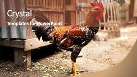  Presentation with market - Colorful slide deck enhanced with colorful chicken in an indonesian backdrop and a  colored foreground