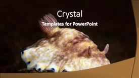  Presentation with snail - Amazing slide deck having colorful-chromodoris-nudibranch-snail-crawls backdrop and a black colored foreground