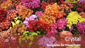  Presentation with chrysanthemum - Amazing presentation design having colorful chrysanthemum backdrop and a tawny brown colored foreground