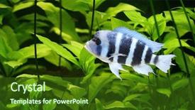  Presentation with africa silhouete - Slides enhanced with colorful cichlid from lake malawi background and a forest green colored foreground