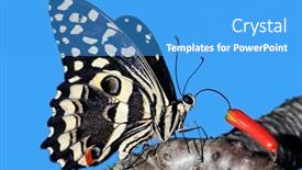  Presentation with colorful flower - Slide deck having colorful-citrus-swallowtail-butterfly-papilio background and a teal colored foreground
