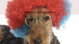  Presentation with clown - Beautiful presentation theme featuring colorful clown wig and heart backdrop and a red colored foreground