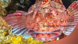  Presentation with cold water - Presentation theme enhanced with colorful-cold-water-fish-called background and a  colored foreground