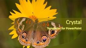  Presentation with colorful flower - PPT theme with colorful common buckeye butterfly junonia background and a tawny brown colored foreground