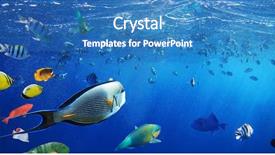  Presentation with coral reef - Amazing PPT theme having colorful coral reef fishes backdrop and a teal colored foreground