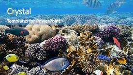  Presentation with coral reef - Cool new PPT theme with colorful coral reef with exotic backdrop and a teal colored foreground