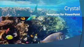  Presentation with fishes - Amazing slides having hardcoral - colorful coral reef with exotic backdrop and a teal colored foreground