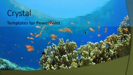 Presentation with tropical reef fish - Presentation theme enhanced with colorful coral reef with lyretail anthias fish in tropical sea background and a cyan colored foreground