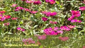  Presentation with cosmos - PPT theme with colorful-cosmos-flowers-farm background and a tawny brown colored foreground