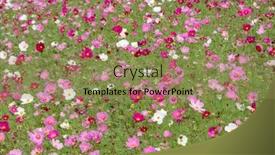  Presentation with cosmos - PPT layouts featuring colorful-cosmos-flowers-farm background and a coral colored foreground