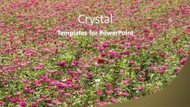  Presentation with cosmos - Presentation theme featuring colorful-cosmos-flowers-farm background and a coral colored foreground