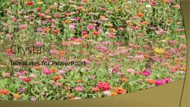  Presentation with cosmos - Amazing presentation theme having colorful-cosmos-flowers-farm backdrop and a coral colored foreground