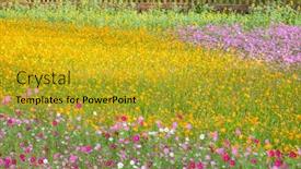 Presentation with cosmos - Colorful presentation enhanced with colorful-cosmos-flowers-farm backdrop and a gold colored foreground