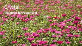  Presentation with cosmos - Audience pleasing slides consisting of colorful-cosmos-flowers-farm backdrop and a coral colored foreground