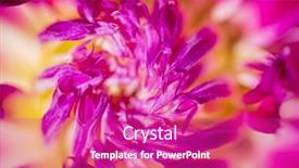  Presentation with colorful flower - Presentation theme featuring colorful-dahlia-flower-closeup-nature background and a purple colored foreground