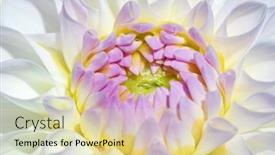  Presentation with colorful flower - 