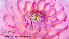  Presentation with colorful flower - 