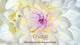  Presentation with colorful flower - 