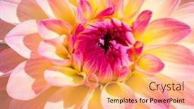  Presentation with colorful flower - 