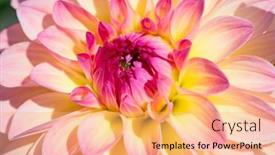  Presentation with colorful flower - 