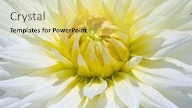  Presentation with colorful flower - 