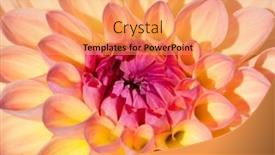  Presentation with colorful flower - 