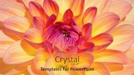  Presentation with colorful flower - 