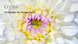  Presentation with dew - 