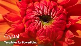  Presentation with colorful flower - 