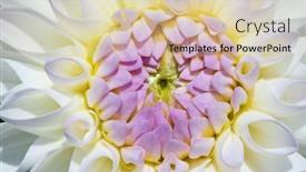  Presentation with colorful flower - 