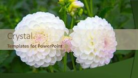  Presentation with colorful flower - 