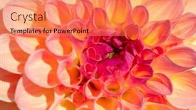  Presentation with dew - 