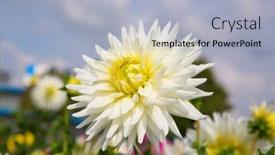  Presentation with colorful flower - 