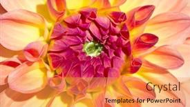  Presentation with dew - 