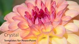  Presentation with dew - 