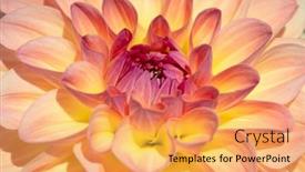  Presentation with colorful flower - 