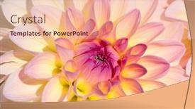  Presentation with dew - 