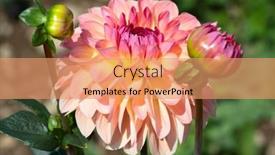  Presentation with colorful flower - 